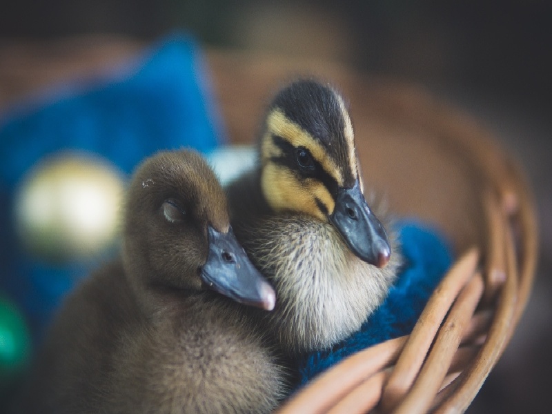 试管以后出血几天做试管腹部难受试管移植生化清宫